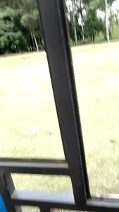 97年D奶小母狗，成都公园操逼，在草坪的玻璃房子里